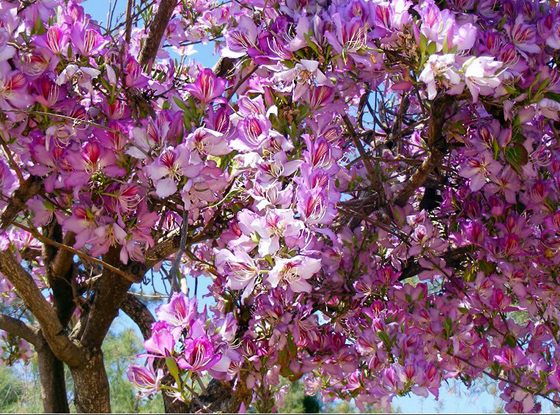 Превью Ковидара